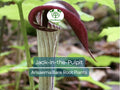 10 Jack-in-the-Pulpit Bulbs – Bare Root Arisaema triphyllum – Native Wildflower Indian Turnip – Shade Garden Perennial