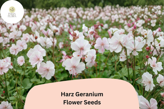 25+ Harz Geranium Seeds | White Cranesbill Perennial | Hardy Garden Flower Seeds
