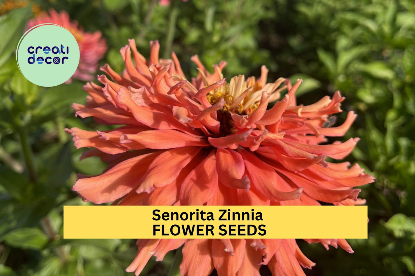 100+ Senorita Zinnia Seeds – Bold Magenta-Pink Blooms for Garden Planting, Heat-Tolerant Annuals for Beds & Pollinator Gardens – USA