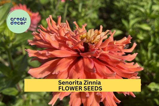 100+ Senorita Zinnia Seeds – Bold Magenta-Pink Blooms for Garden Planting, Heat-Tolerant Annuals for Beds & Pollinator Gardens – USA
