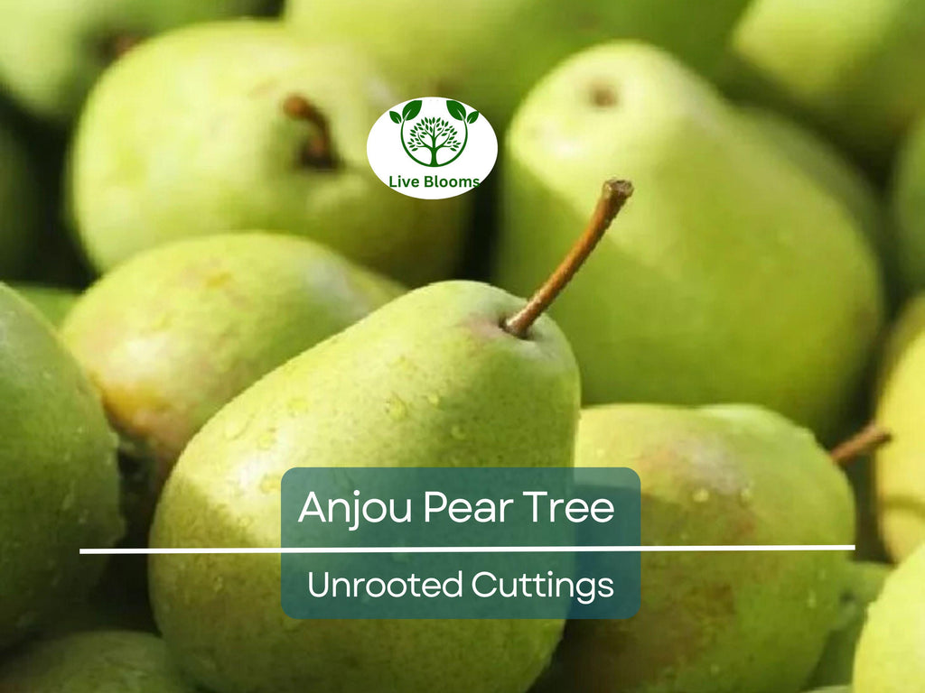 8 Green Anjou Pear Trees 7-10" Unrooted Cuttings for Propagation - Pyrus communis, Delicious Pear Variety