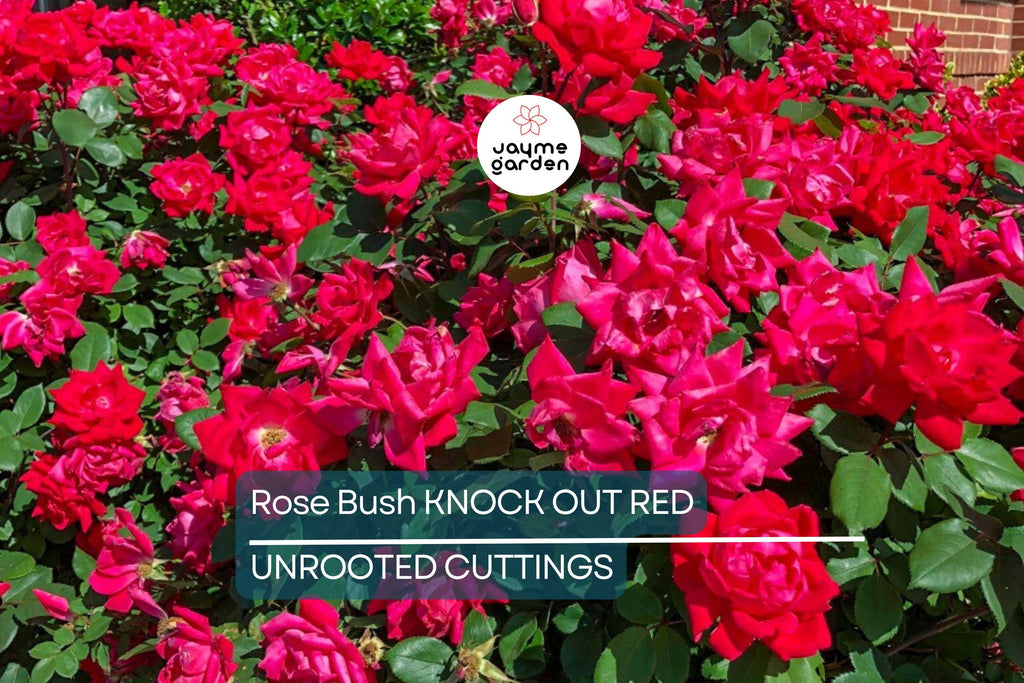 Knock Out Red Rose Bush Cuttings - 6" Unrooted Live Plant, Fast-Growing, Flowering Shrub for Outdoor Gardens, USDA Zones 5-9