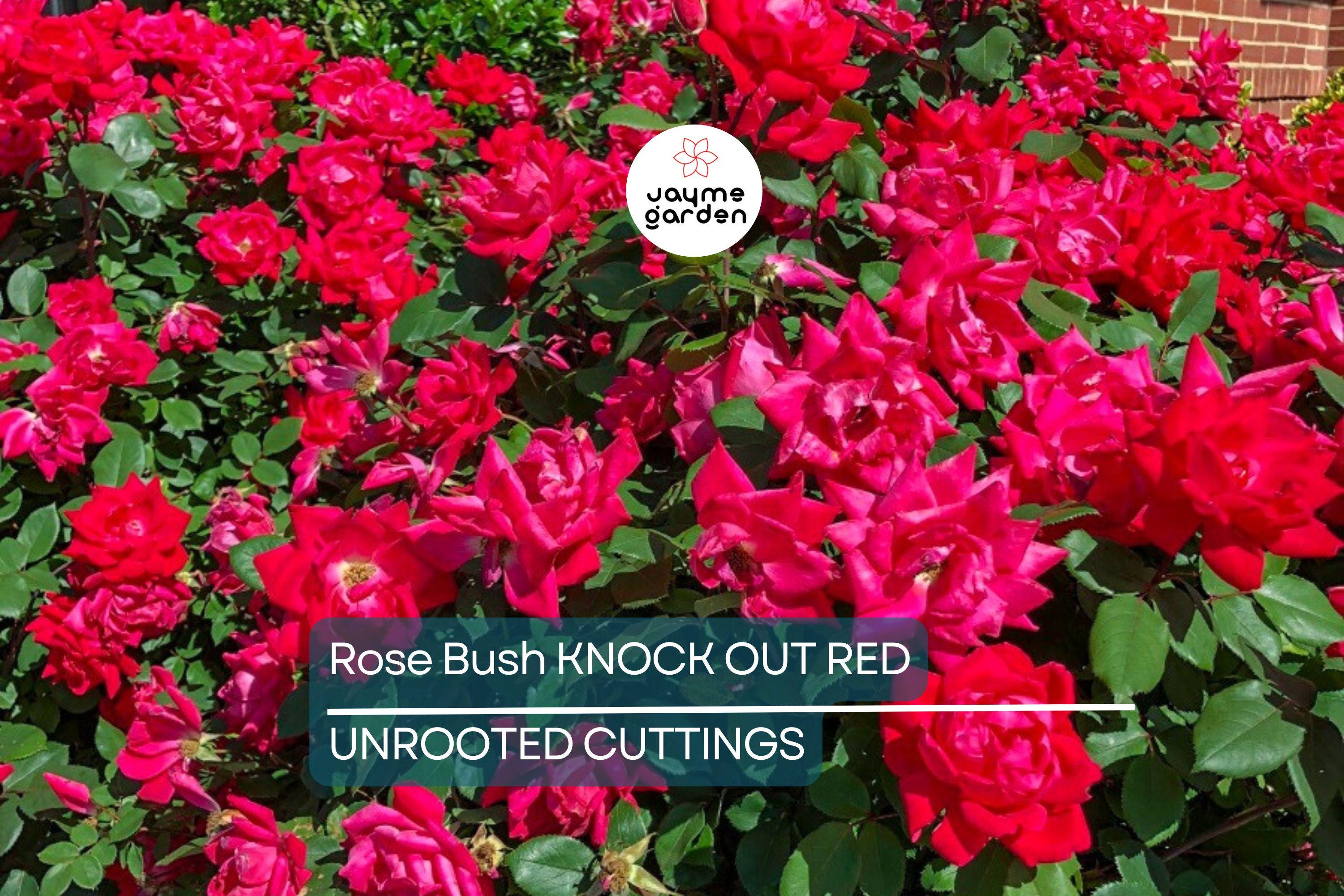 Knock Out Red Rose Bush Cuttings - 6" Unrooted Live Plant, Fast-Growing, Flowering Shrub for Outdoor Gardens, USDA Zones 5-9