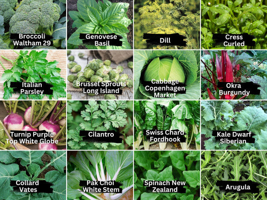 16 Vegetable & Herb Seeds Variety Pack - Heirloom Non-GMO (1g Each) - Kale, Basil, Broccoli, Dill, Pak Choi, And More for Gardening