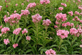 Eutrochium maculatum – Joe Pye Weed | 100 Seeds | Native Pollinator Wildflower | Butterfly Garden Plant
