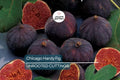 10 Chicago Hardy Fig Tree Cuttings 9”-10", 5+ Nodes Each, Cold-Resistant & Fast-Growing Fig for Temperate Climates
