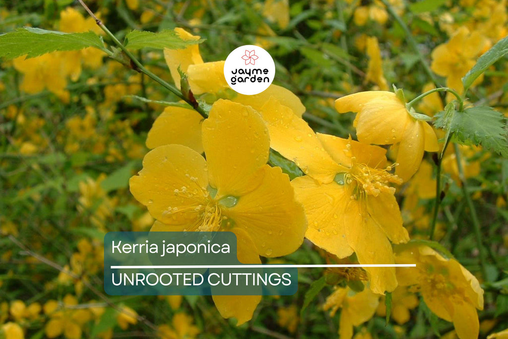 10 Kerria Japonica Cuttings for Rooting | Japanese Rose | Miracle Marigold | 7" Fresh Unrooted Cuttings | Easy to Root | Free Shipping