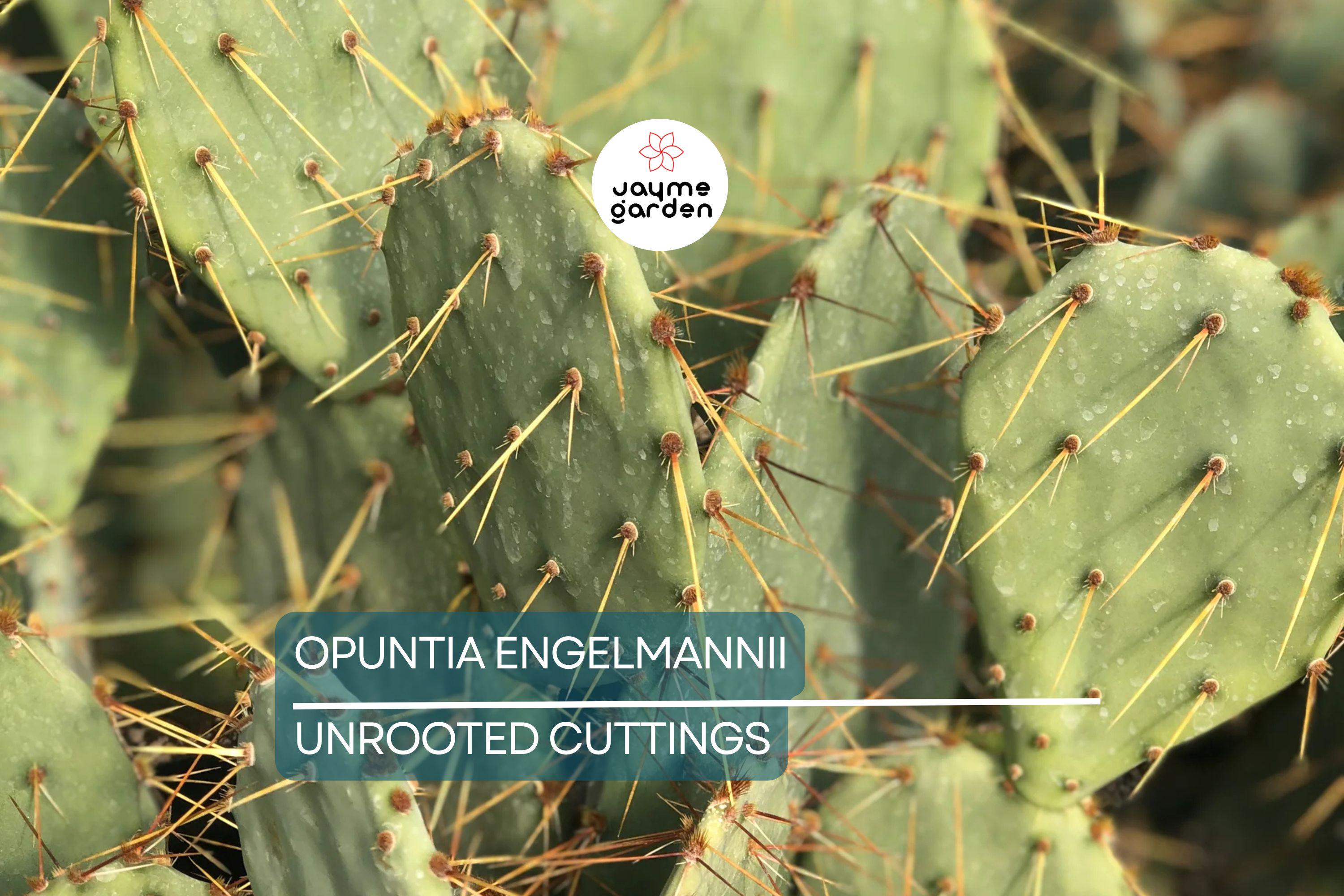 Opuntia Engelmannii Cactus Cutting (6-9 Inches) – Yellow Flowers, Prickly Pear, Rootone Treated