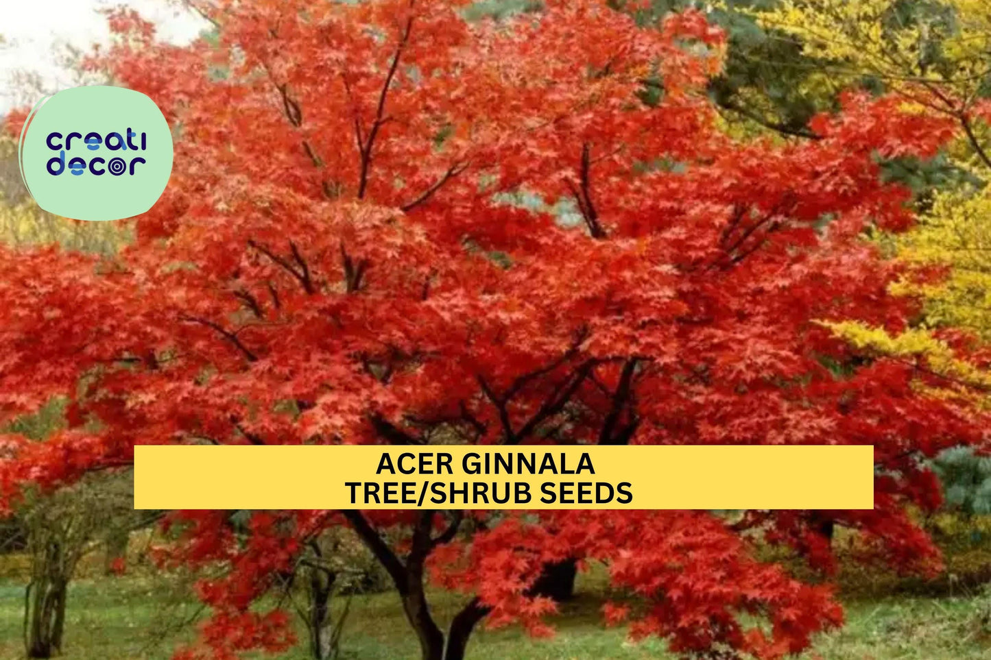 3pcs of 10seeds Acer ginnala – Amur Maple Tree Seeds for Planting, Compact Ornamental Tree with Fiery Fall Foliage Seeds for Planting