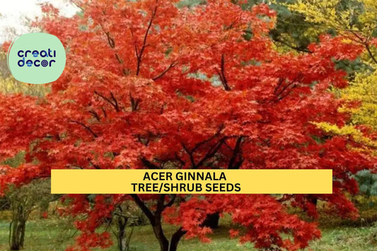 3pcs of 10seeds Acer ginnala – Amur Maple Tree Seeds for Planting, Compact Ornamental Tree with Fiery Fall Foliage Seeds for Planting