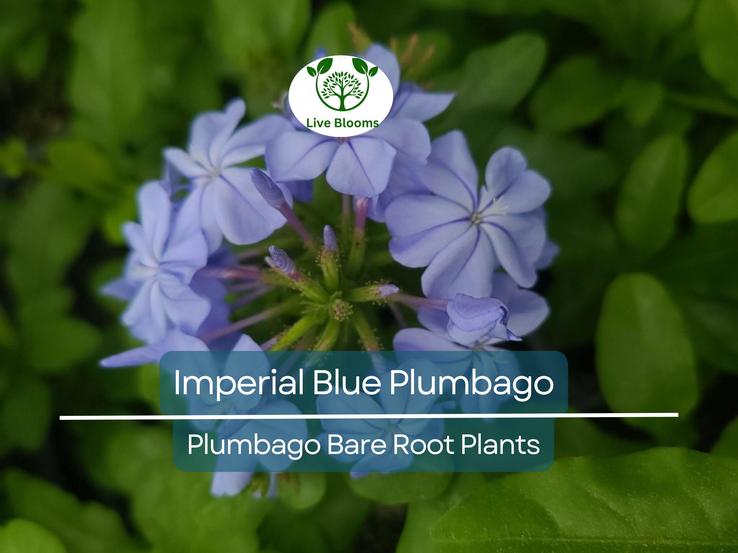 2 Imperial Blue Plumbago Plants – Live Bare Root Plugs 5” Tall – Fast-Growing Perennial with Brilliant Blue Blooms