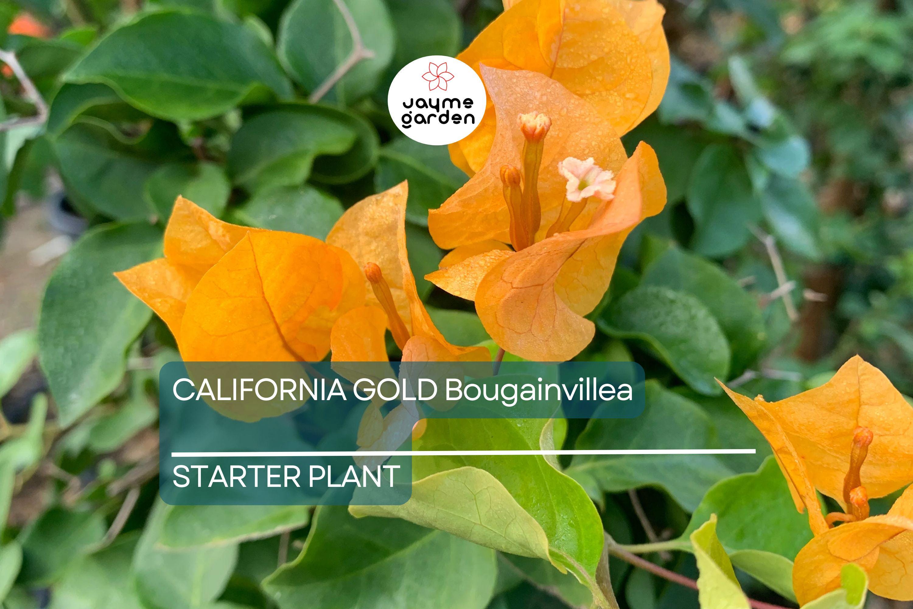 California Gold Bougainvillea Starter Plant - Well-Rooted Plug, Vibrant Golden Blooms, Evergreen Shrub, Light Watering, Full Sun