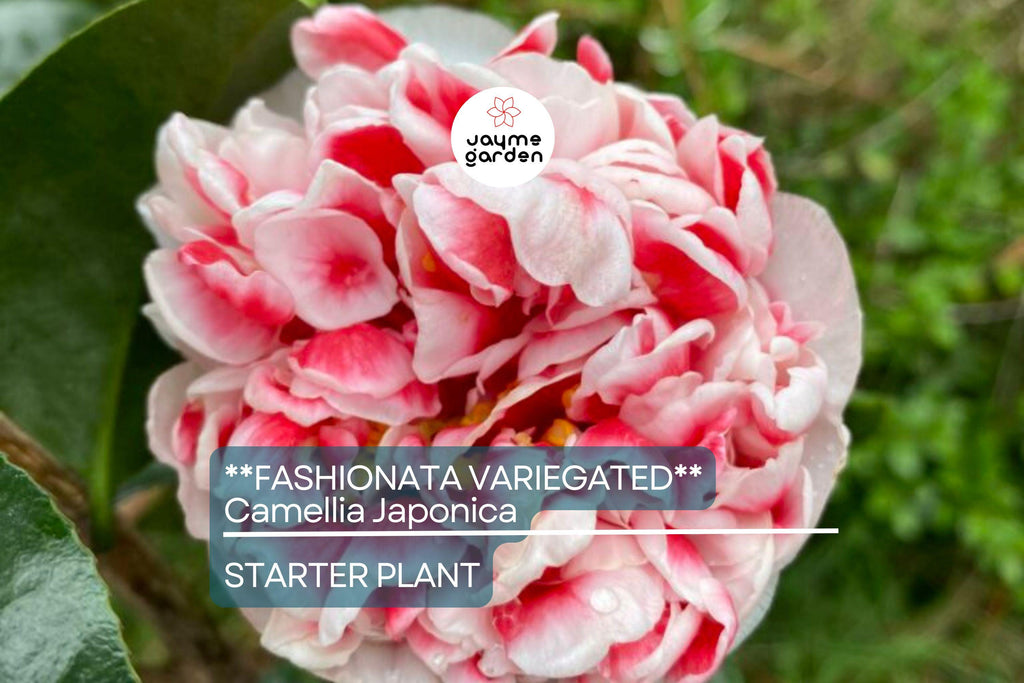 Fashionata Variegated Camellia Japonica Starter Plant | Unique Bloom | Live Well-Rooted Plant in Pot | Evergreen Shrub | USDA Zones 7-10