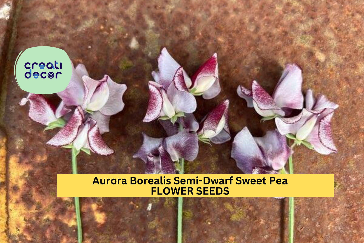 50+ Aurora Borealis Sweet Pea Seeds – Semi-Dwarf Fragrant Mix for Garden Planting, Compact Blooms for Borders & Pots – USA