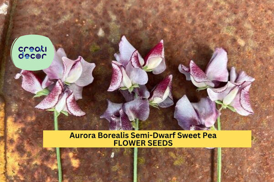 50+ Aurora Borealis Sweet Pea Seeds – Semi-Dwarf Fragrant Mix for Garden Planting, Compact Blooms for Borders & Pots – USA