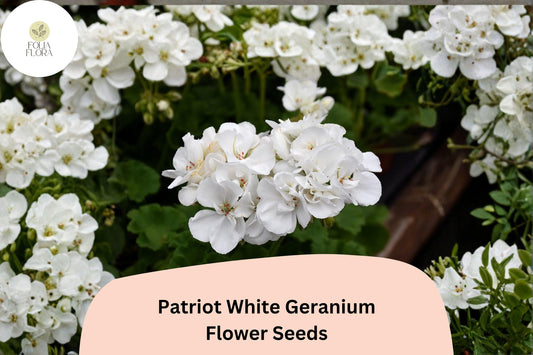 25+ Patriot White Geranium Seeds | Hardy Perennial | Pure White Blooms for Garden Beds, Borders & Containers