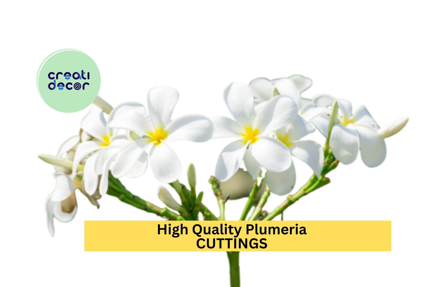 1 High Quality Plumeria Cuttings | White Colors | 8–12" Unrooted Stems | Fragrant Tropical Flowers for Garden or Patio