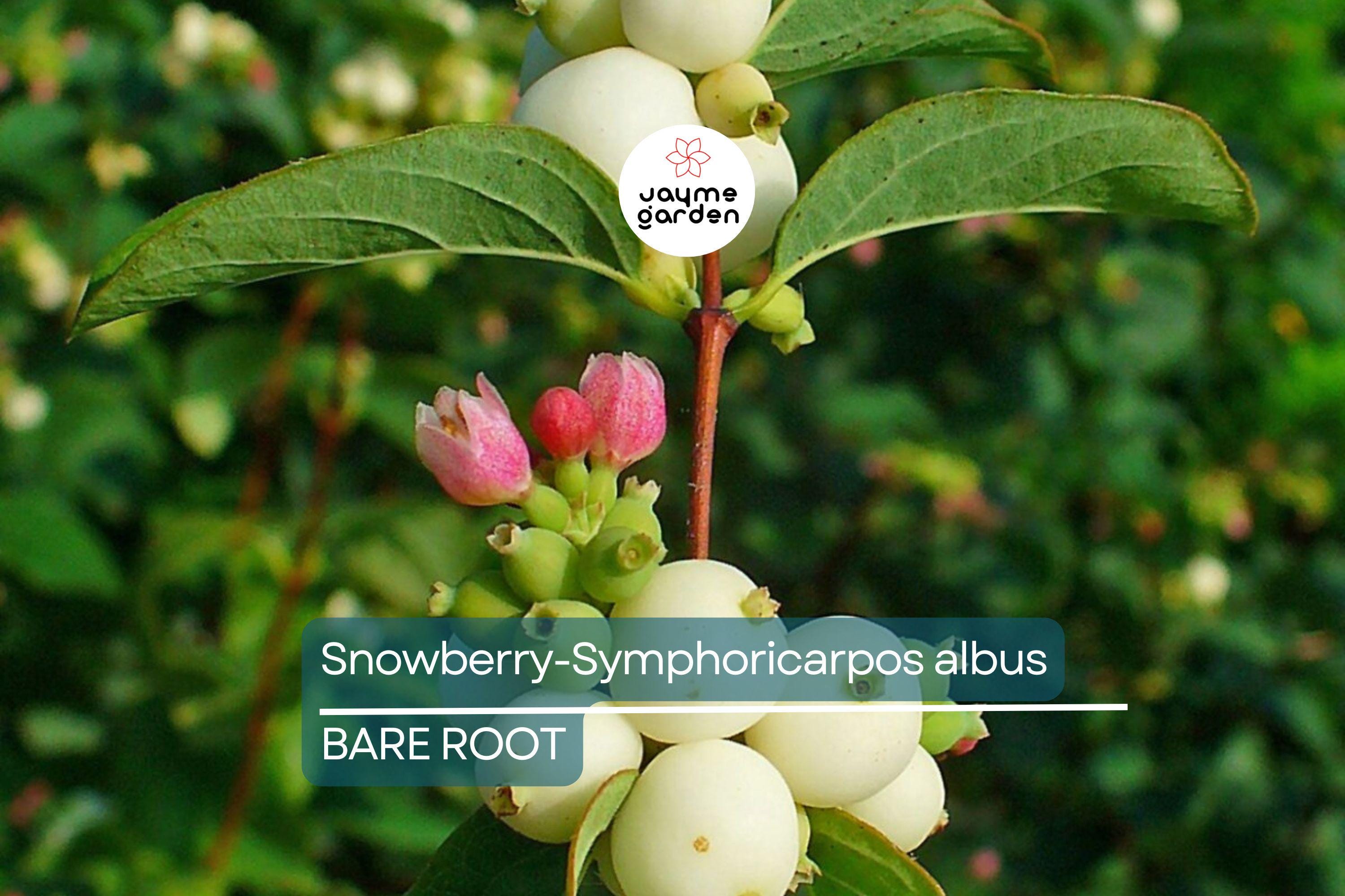 Snowberry Symphoricarpos Albus | 12-24" Tall Bare Root Plants | White Berries | Hardy Shrub for Wildlife | USDA Zones 3-7