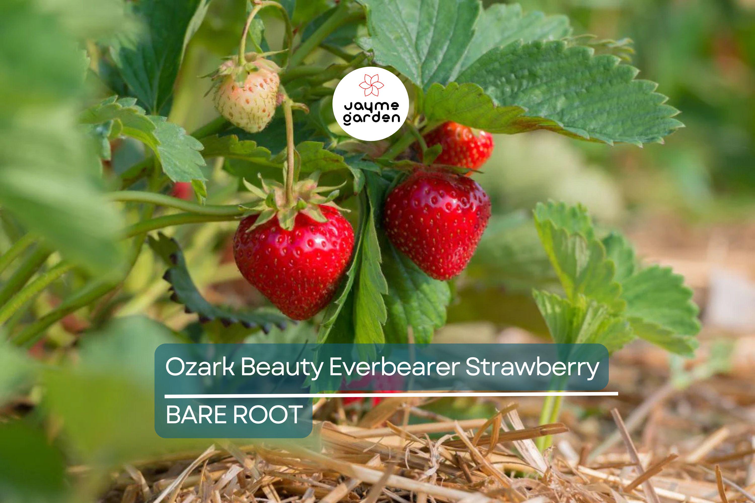 Ozark Beauty Everbearer Strawberry Plants - 25 Bareroot Plants, Sweet & Hardy, Zones 3-8