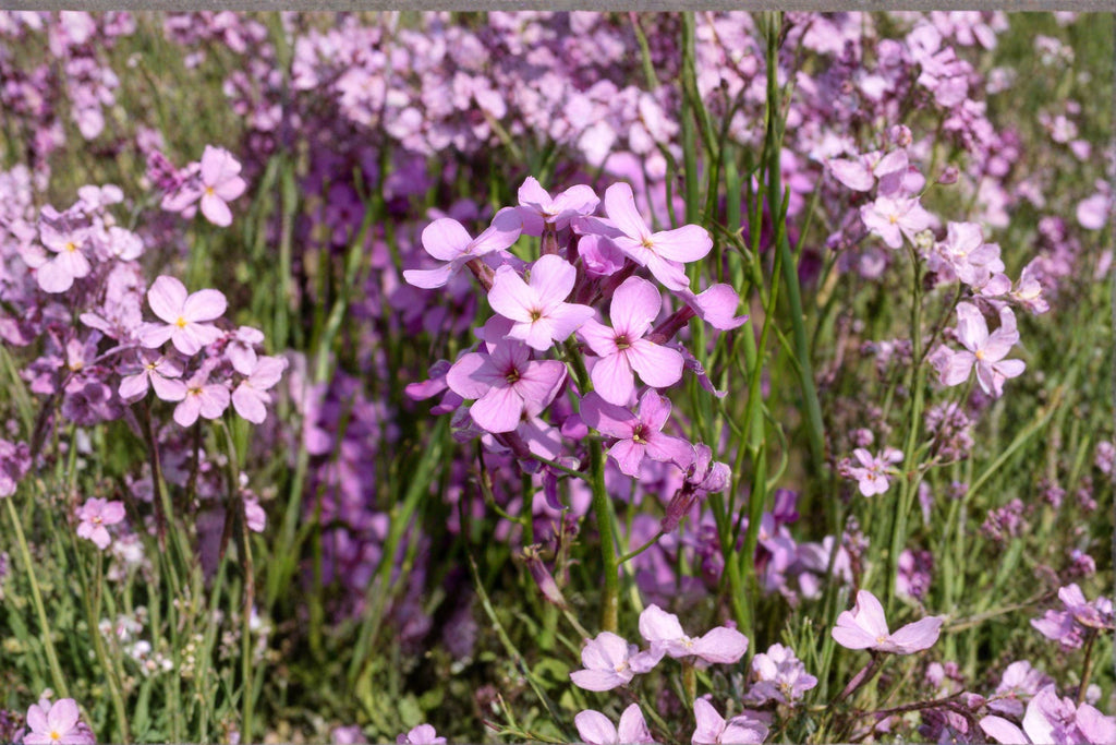 Dames Rocket – Hesperis matronalis 100 Seeds | Fragrant Wildflower | Open-Pollinated