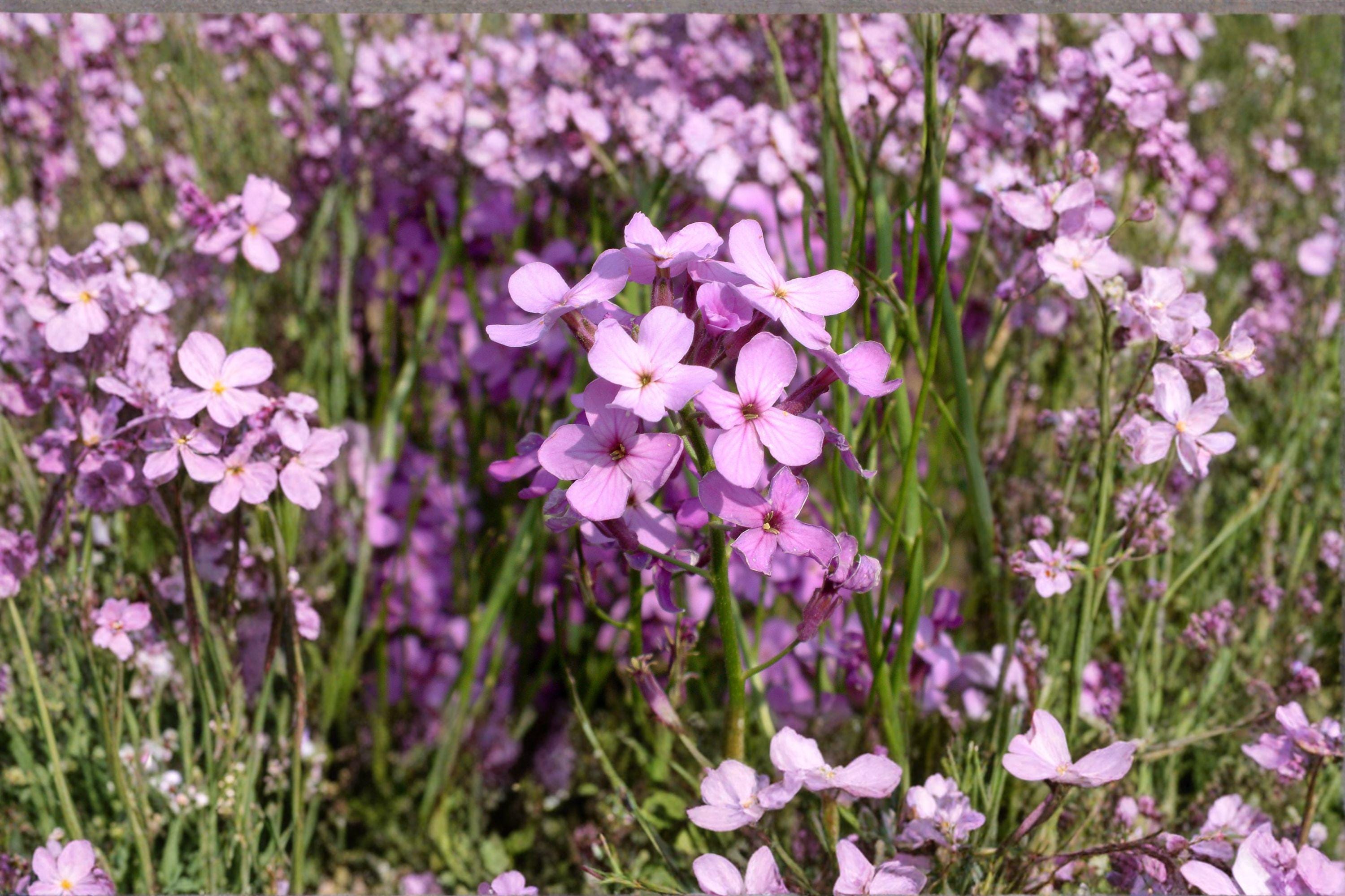 Dames Rocket – Hesperis matronalis 100 Seeds | Fragrant Wildflower | Open-Pollinated