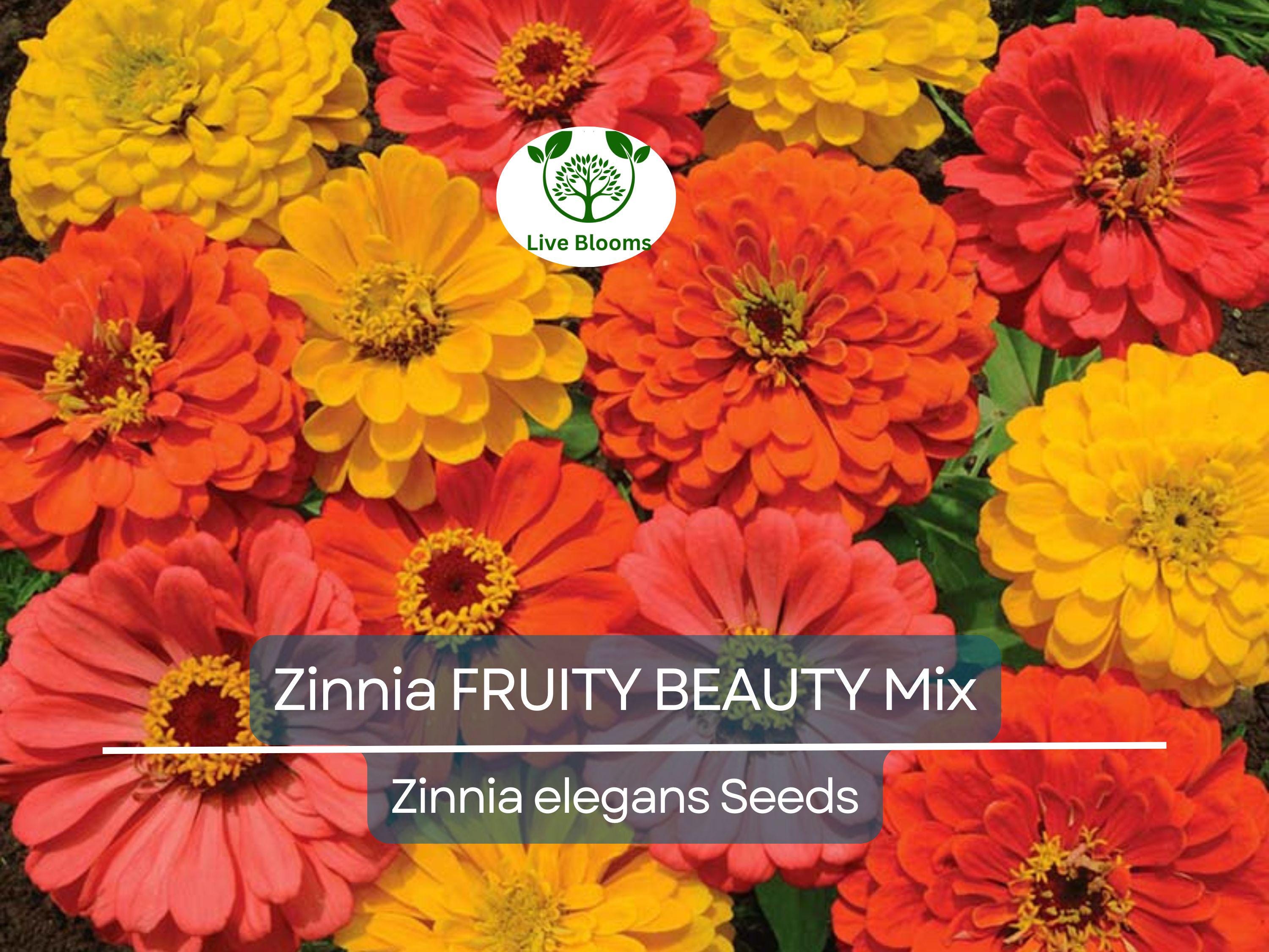 200 Seeds Zinnia FRUITY BEAUTY Mix, Non-GMO, Attracts Hummingbirds & Butterflies, Vibrant Garden Blooms, Easy to Grow Annual Flowers