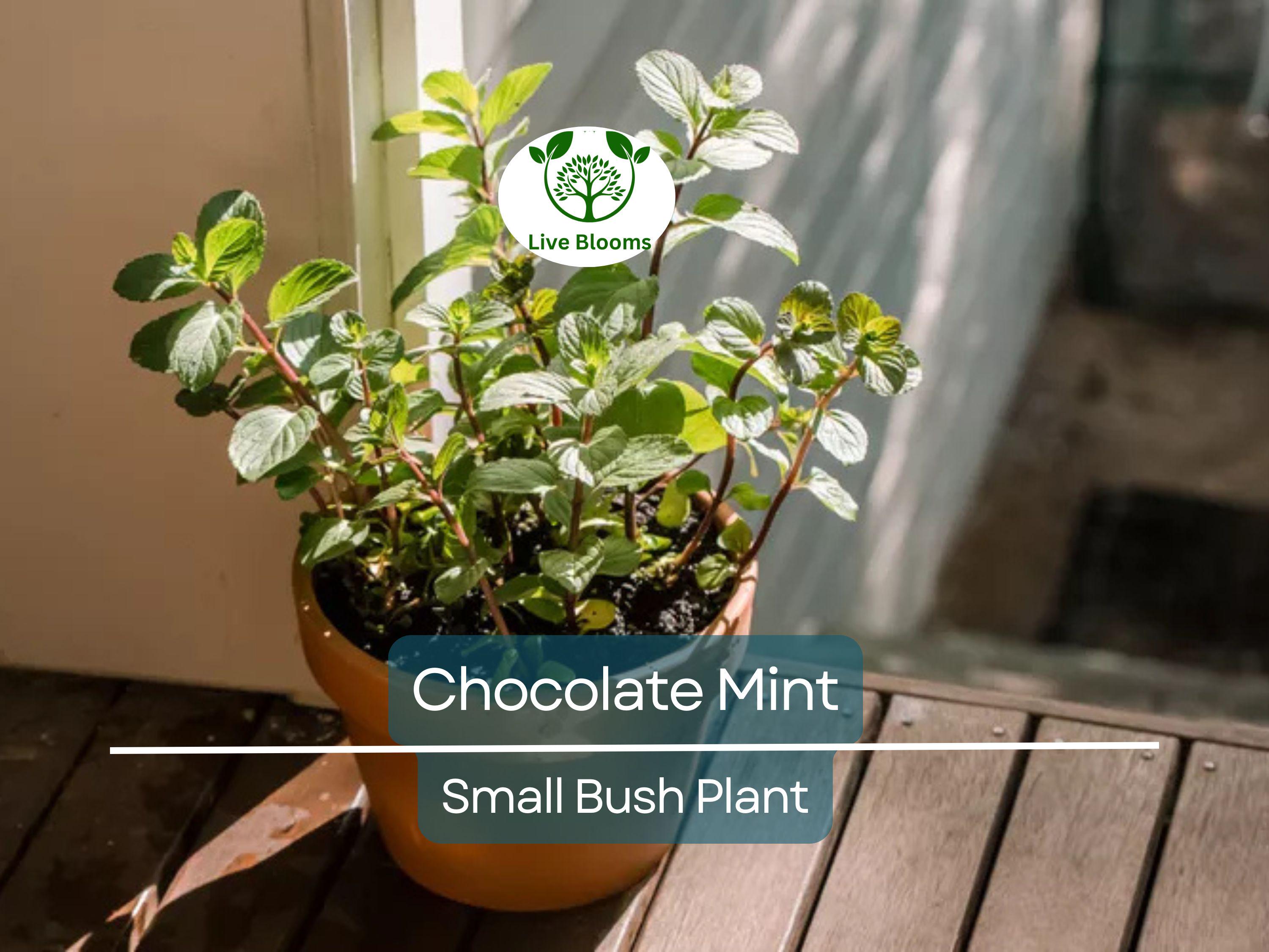 1 Chocolate Mint Small Bush Plant, Mentha x piperita, 8" Tall, Fresh Aromatic Herb, Perfect for Tea & Cooking, Easy to Grow