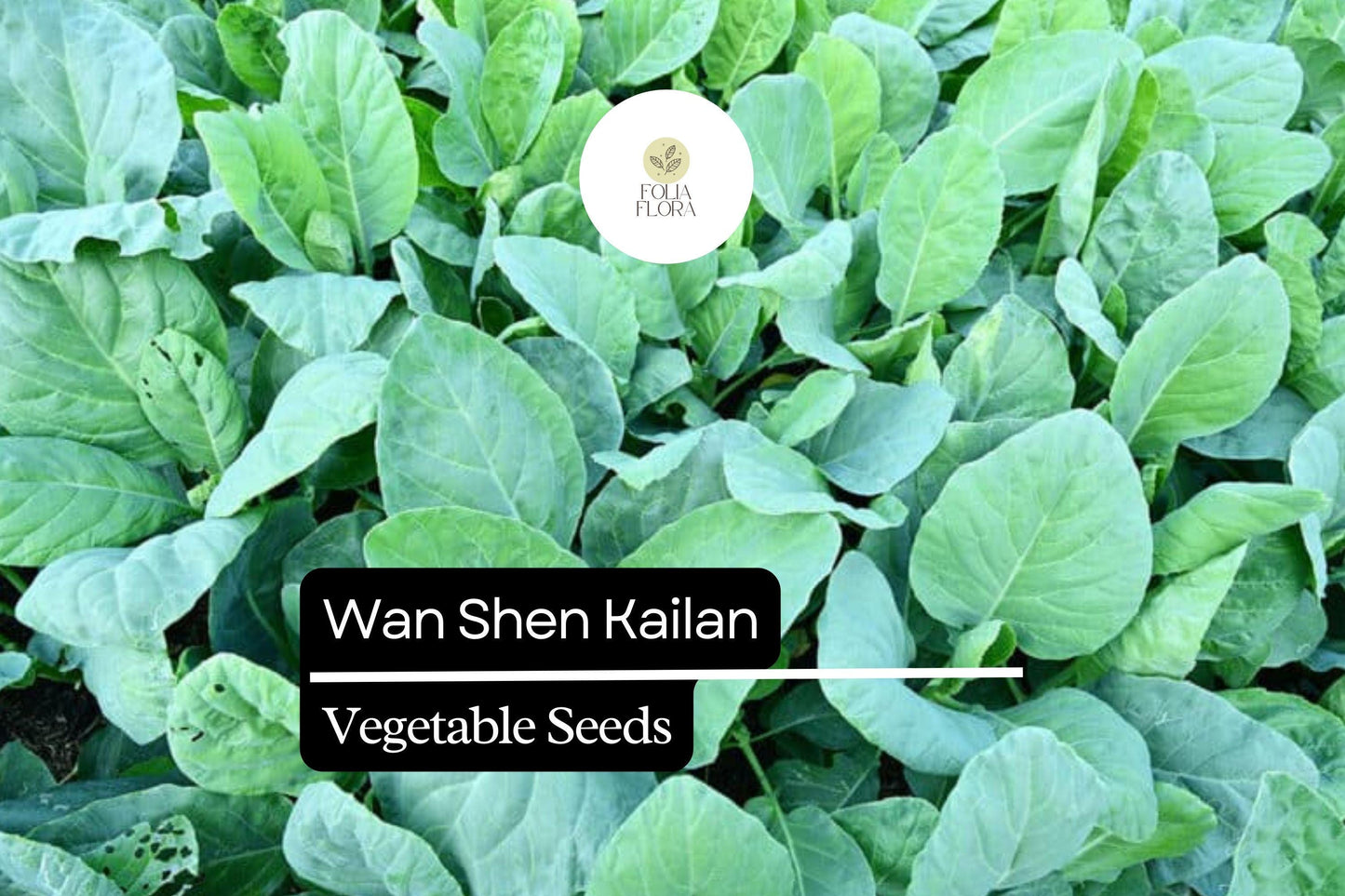 500mg Wan Shen Kailan Seeds Brassica oleracea | Chinese Broccoli Variety | Tender Stalks, Sweet Leaves & Edible Flower Buds