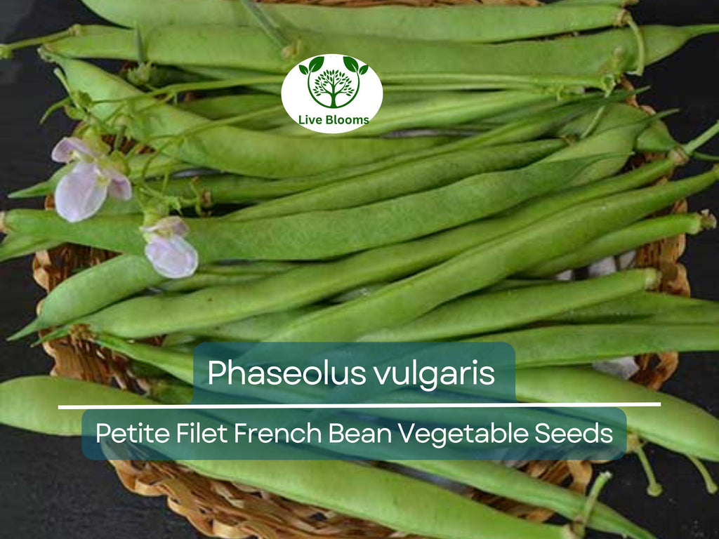 10 Seeds Petite Filet French Bean - Phaseolus vulgaris | Tender, Crisp Beans for Planting, Gardening & Culinary Delights