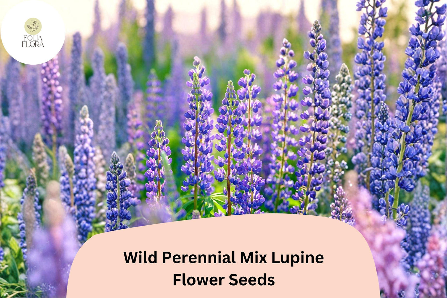 25+ Wild Perennial Mix Lupine Seeds | Lupinus | Mixed Colors Pollinator-Friendly Flowers for Garden Planting