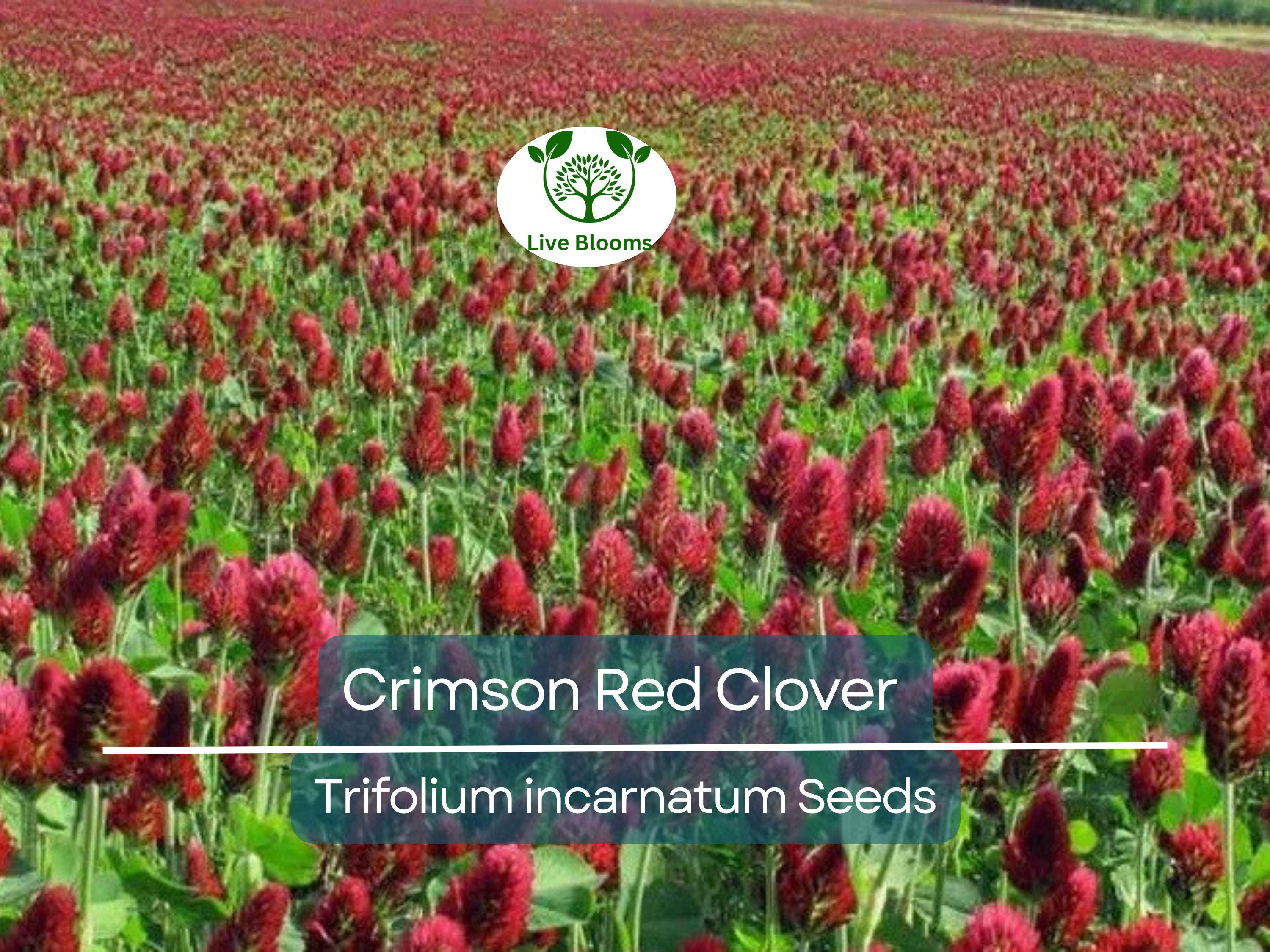 1000 Crimson Red Clover Seeds, Trifolium incarnatum, Non-GMO, Nitrogen Fixing Legume, Pollinator-Friendly, Red Flowers for Garden & Soil