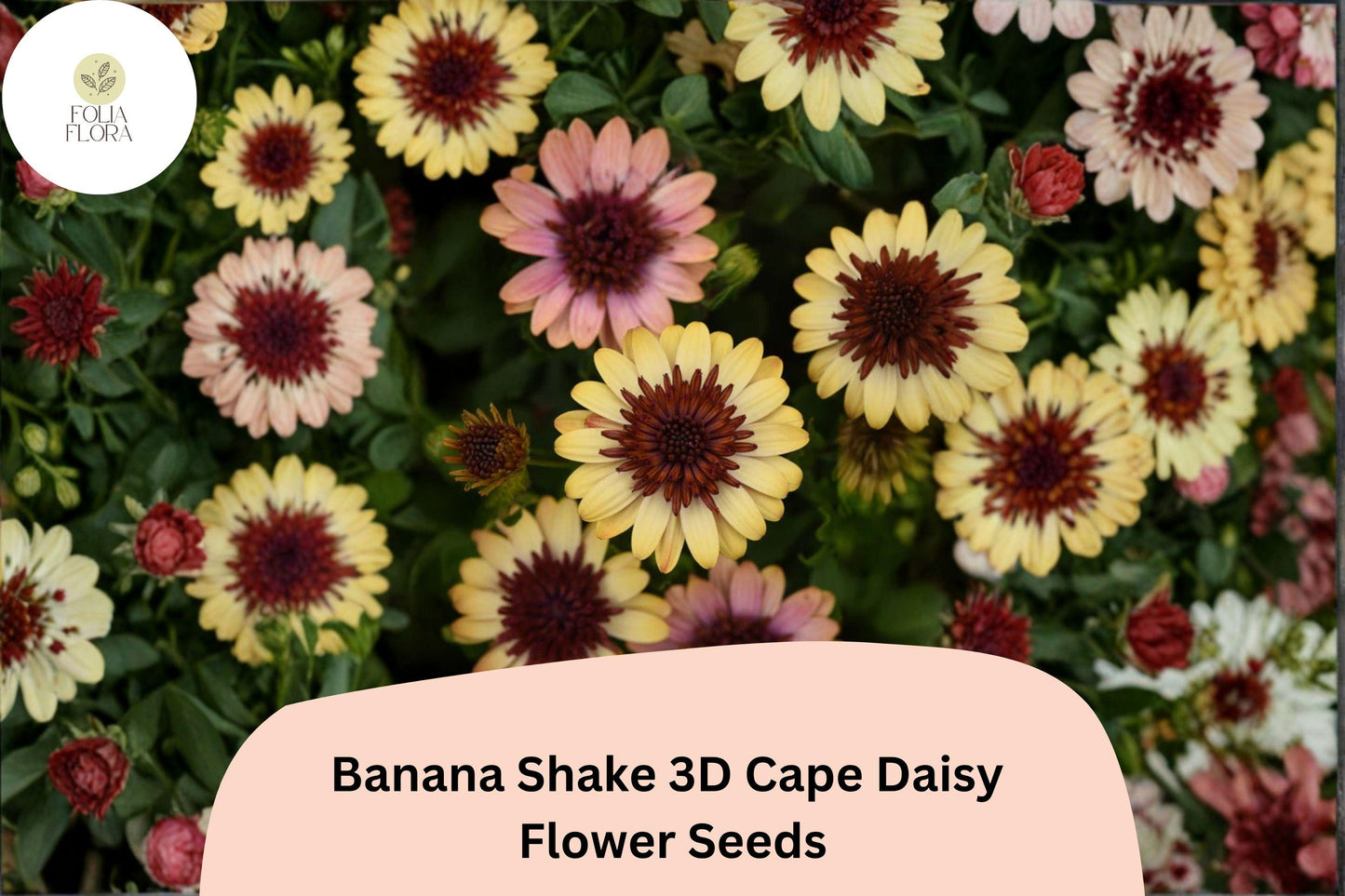 50+ Banana Shake 3D Cape Daisy Seeds | Osteospermum ecklonis | Yellow White Blooms for Pots & Garden Borders