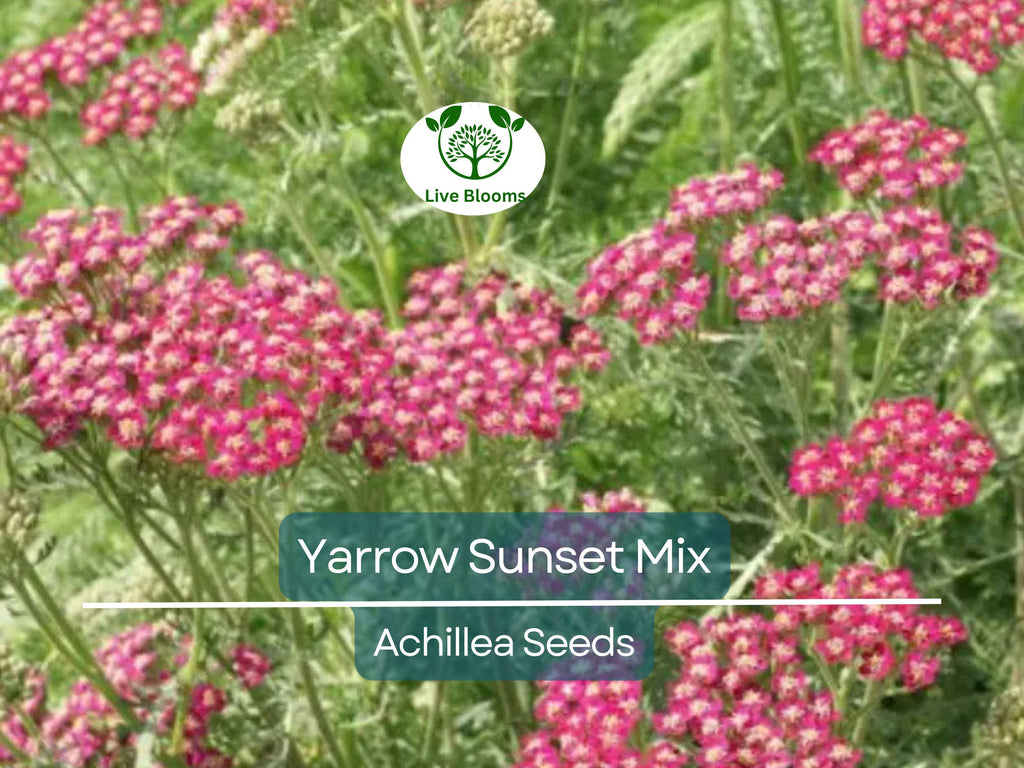 1500 Seeds Yarrow Sunset Mix, Perennial Gold & Red Flowers, Pollinators, Non-GMO, Achillea millefolium, Drought-Tolerant, Garden Plants