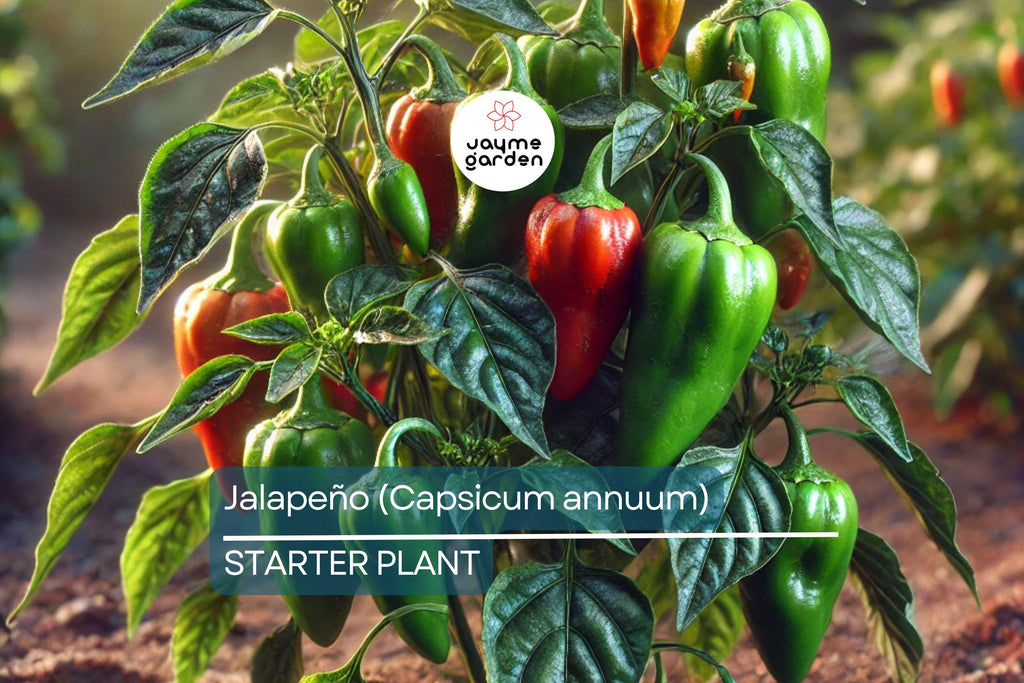 Jalapeño Starter Plant (12"-24") | Mild to Moderate Heat | Perfect for Gardens or Containers | Easy to Grow Pepper Plant