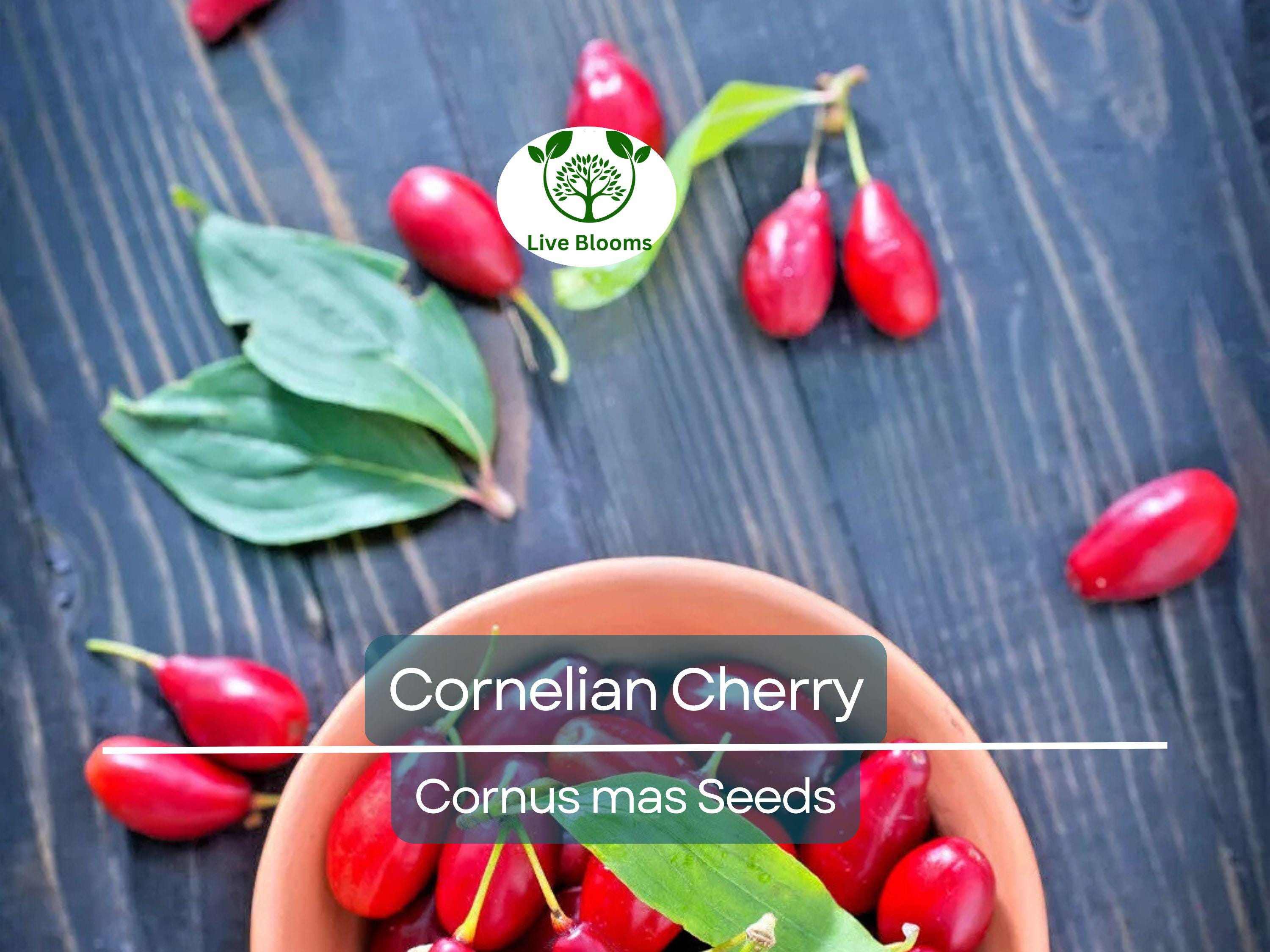 15 Cornelian Cherry Tree Seeds | Cornus mas, Edible Dogwood Berry Shrub, Fruit-bearing, Non-GMO, Hardy Shrub for Garden & Orchard
