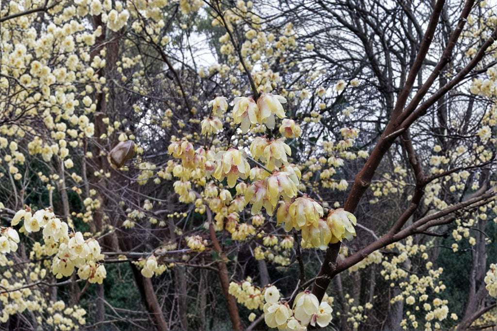 Chimonanthus praecox – Wintersweet Tree 10 Seeds | Fragrant Winter Blooms | Rare Flowering Shrub | Cold-Season Interest