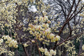 Chimonanthus praecox – Wintersweet Tree 10 Seeds | Fragrant Winter Blooms | Rare Flowering Shrub | Cold-Season Interest