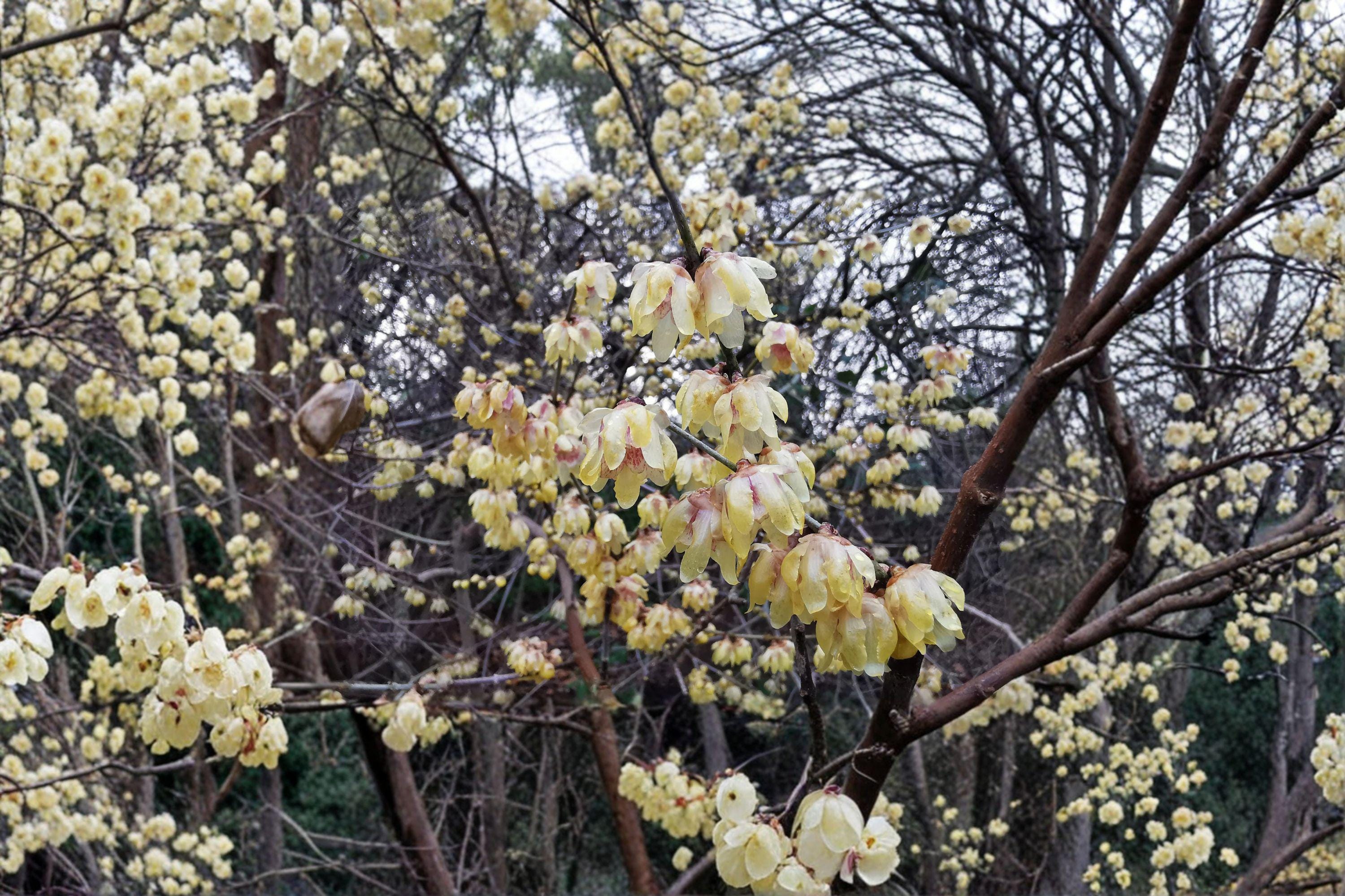 Chimonanthus praecox – Wintersweet Tree 10 Seeds | Fragrant Winter Blooms | Rare Flowering Shrub | Cold-Season Interest