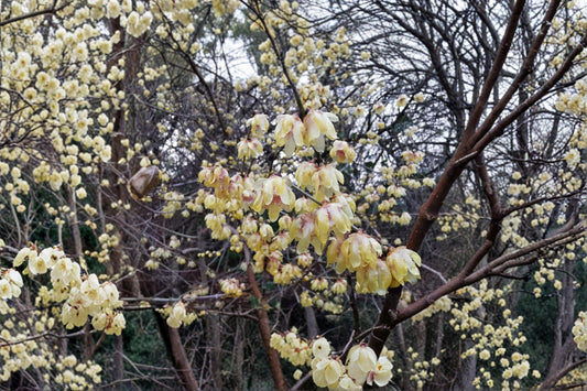 Chimonanthus praecox – Wintersweet Tree 10 Seeds | Fragrant Winter Blooms | Rare Flowering Shrub | Cold-Season Interest
