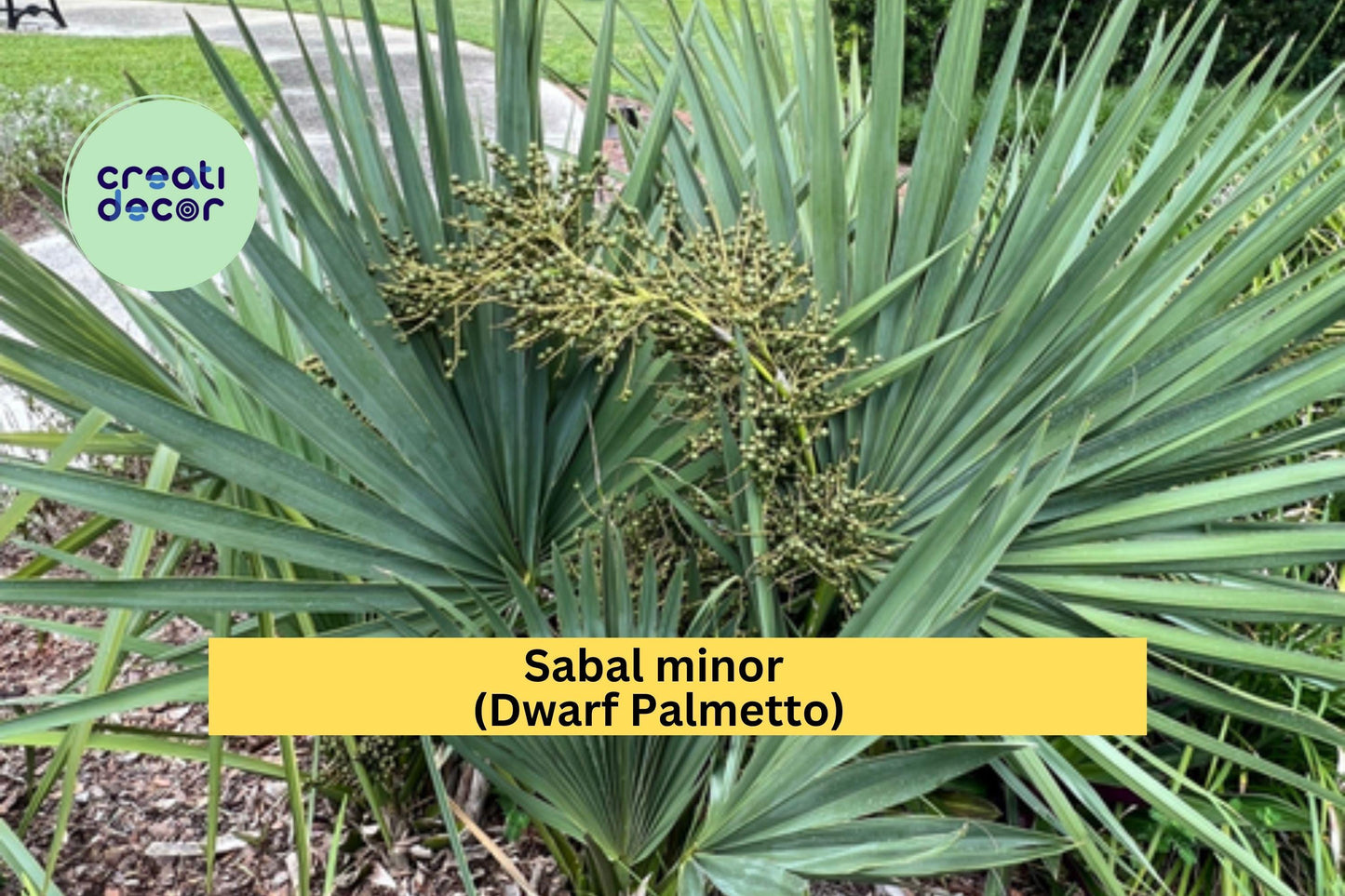 Sabal Minor Palm Seedlings (10 Pack) – Dwarf Palmetto – Cold Hardy Native Palm for Landscaping, Containers & Gardens