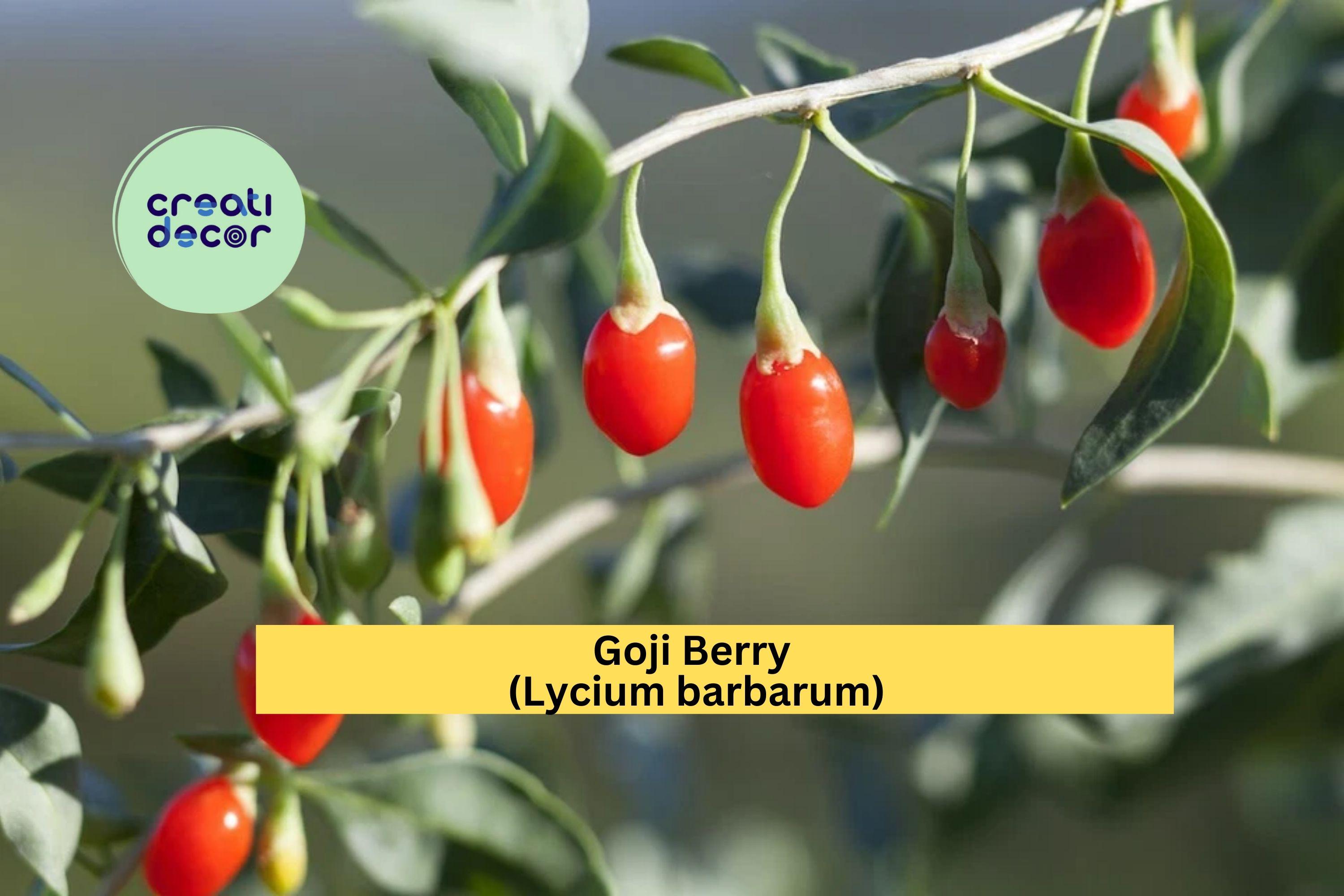 Goji Berry Wolfberry Cuttings | 10 Thin Stem Cuttings | Live Lycium Barbarum Fruiting Shrub for Rooting or Propagation