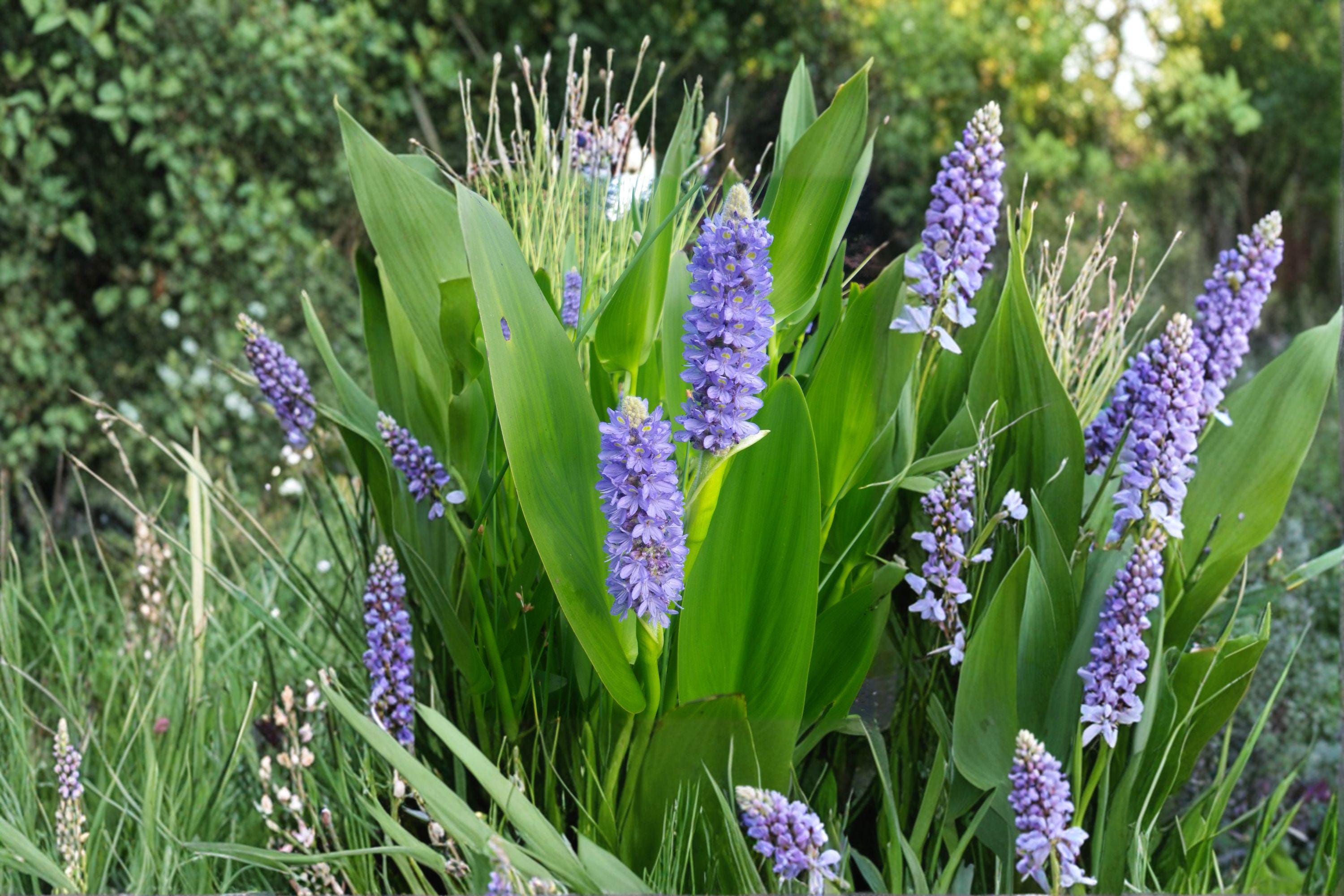 Pickerel Weed – Pontederia cordata, Native Aquatic Perennial | Wetland Plant (10 Seeds)