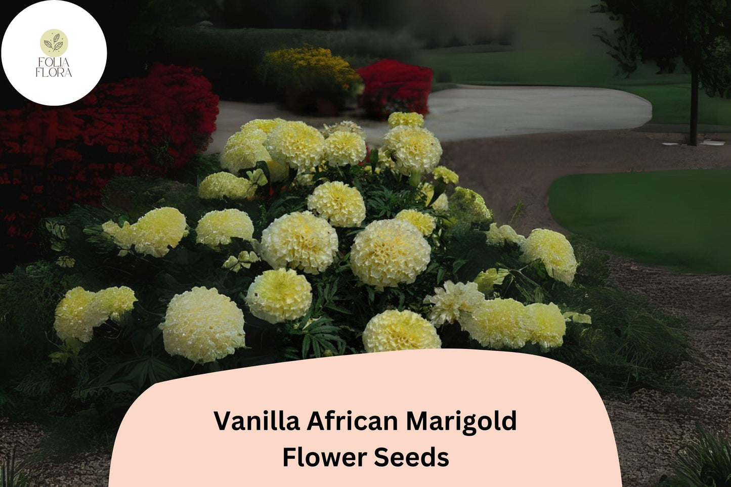 25+ Vanilla African Marigold Seeds | Tagetes erecta | Creamy White Blooms | Tall Summer Annual for Borders, Beds & Cut Flowers