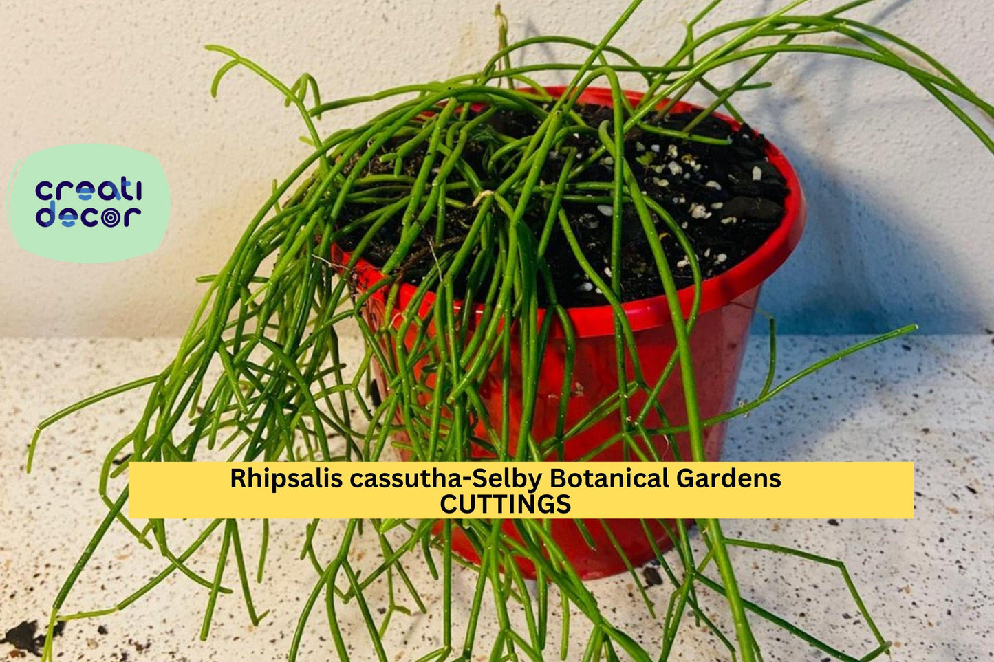 5 Rhipsalis Cassutha Cuttings | 4" Trailing Cactus Starter | Selby Botanical Gardens Lineage | Easy Indoor Hanging Plant