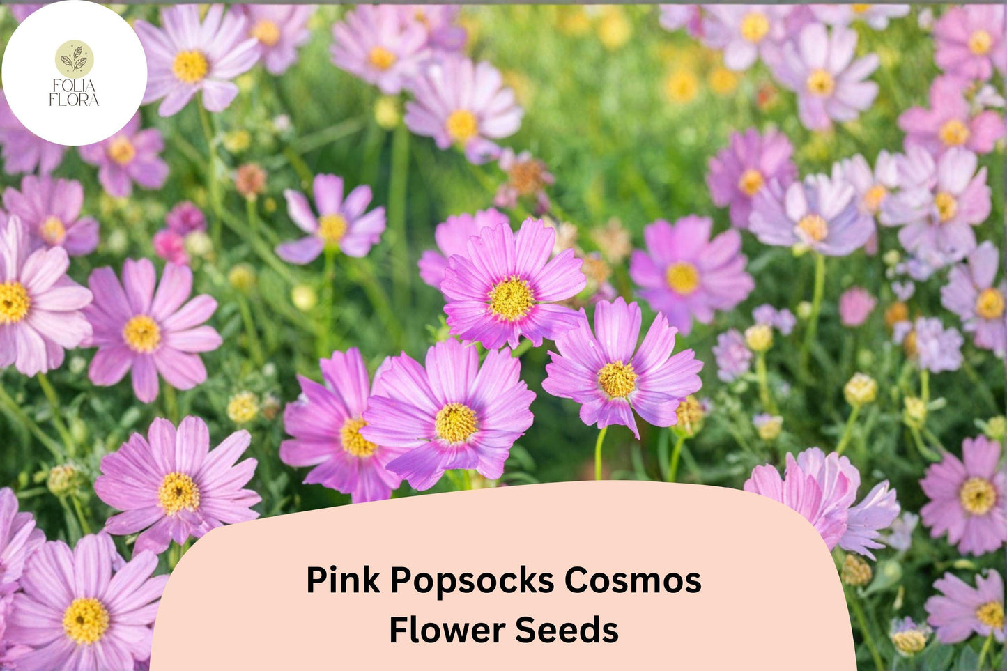 200+ Pink Popsocks Cosmos Seeds | Cosmos Bipinnatus Double Blooms | Garden Flower Seeds for Planting