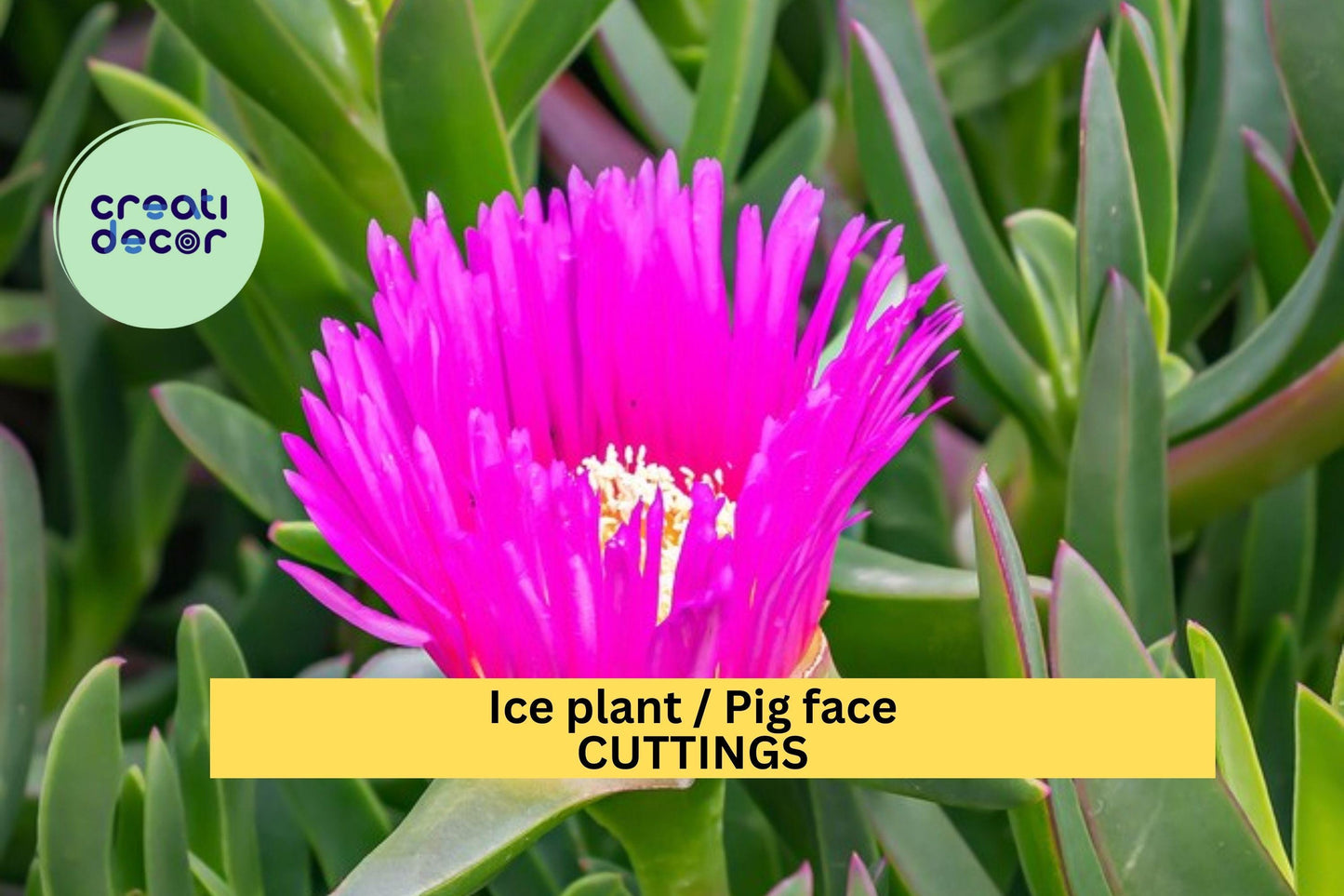 48 Ice Plant Cuttings – Live Unrooted Succulent Stems for Rooting | Fast-Spreading Ground Cover for Backyard, Rock Gardens, or Slopes