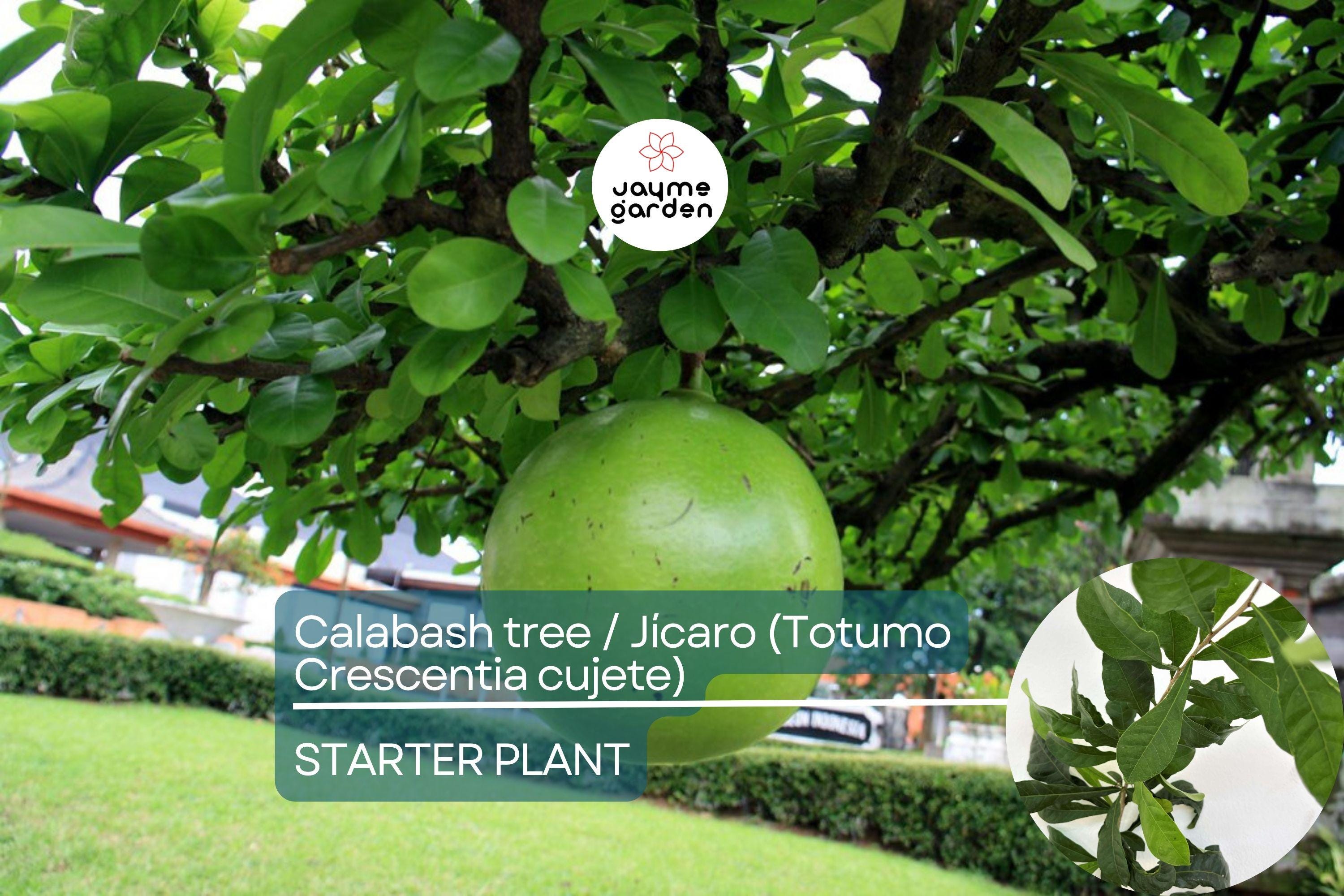Totumo Crescentia Cujete (Calabash Tree) Tropical Live Tree 8”-12” – Grow Your Own Gourd Tree for Art, Crafts & Shade!