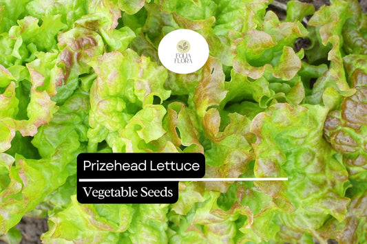 1000 Prizehead Lettuce Seeds – Lactuca sativa – Heirloom, Sweet & Crisp, Heat-Tolerant, Non-GMO