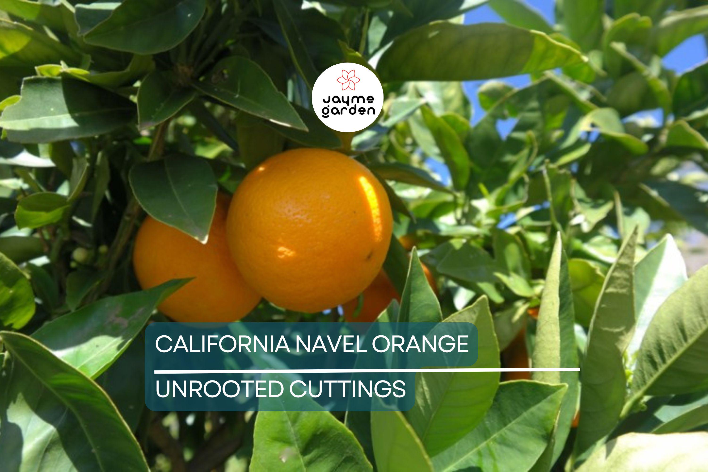 California Navel Orange Cuttings | 5 Pieces | Grow Your Own Fruit Tree | Healthy, Fresh Cuttings | Perfect for Backyard Garden