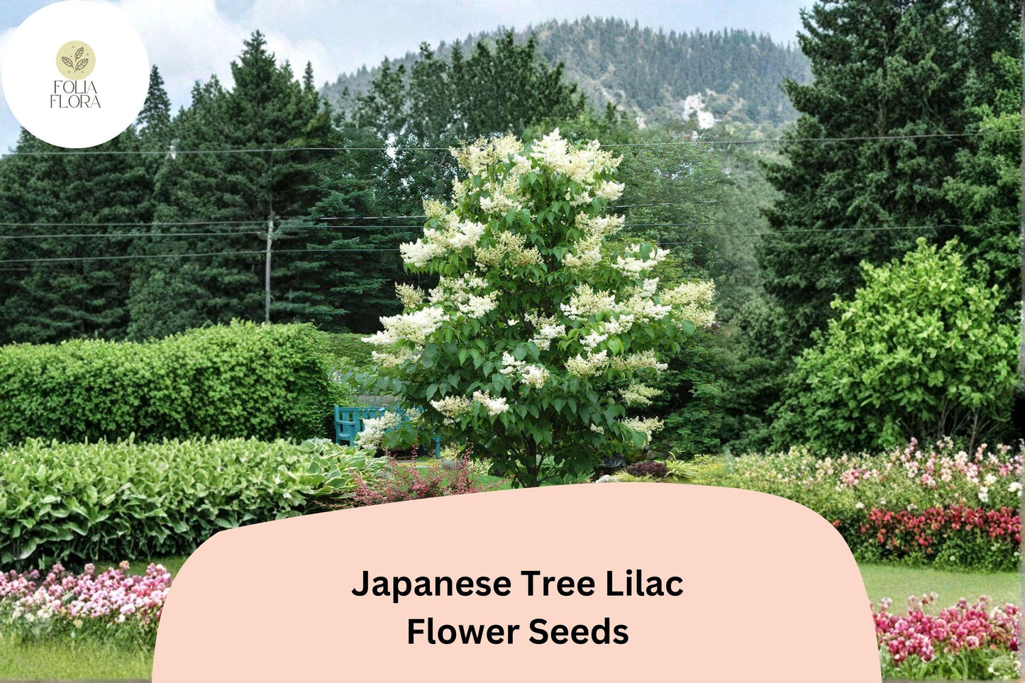Japanese Tree Lilac Seeds – 10 Syringa amurensis japonica | Ornamental Flowering Garden Tree